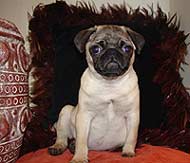 Pug puppy photo