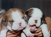 10 days old bulldog puppies