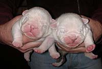 6 days old bulldog puppies