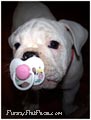 Puppies with Pacifiers