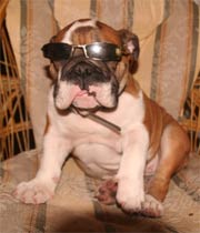 bulldog puppy with sunglasses