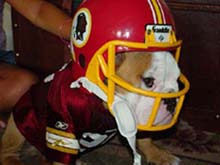 Redskins bulldog mascot