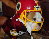 Bulldogs mascots