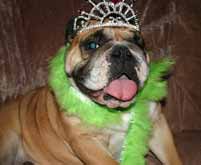 bulldog with princess tiara