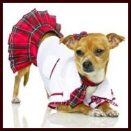 Small dog in school outfit