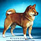 Shiba inu