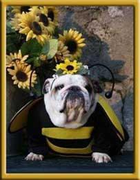 bulldog dressed in bee costume