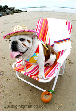 Bulldog in deckchair at the beach