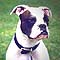Valley Bulldog