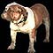 Victorian Bulldog