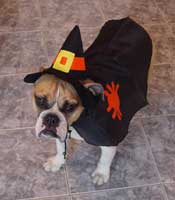 bulldog dressed in witch costume
