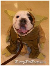 Bulldog in Yoda Costume